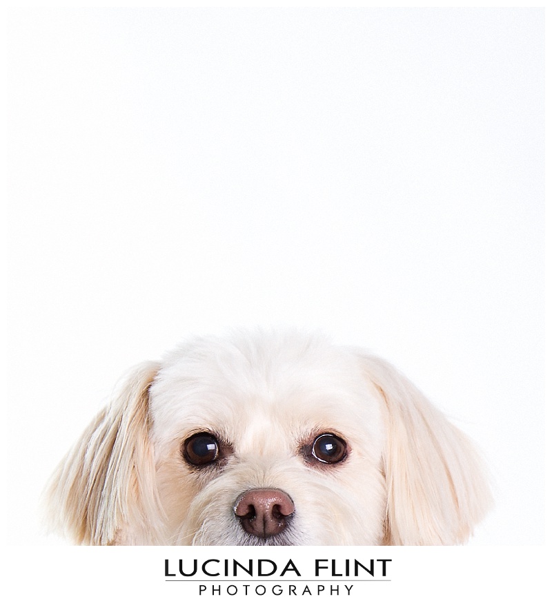 Las Vegas Pet Photography,Lucinda Flint,photographer las vegas,