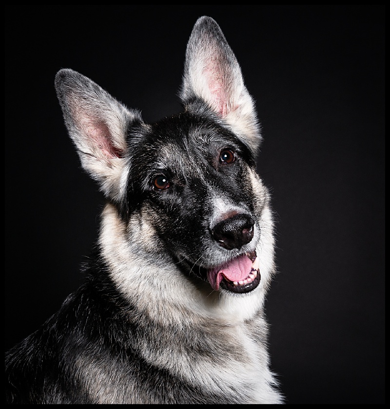 Boston Terrier,German Shepard,Las Vegas Pet,Las Vegas Pet Photography,Las Vegas Pets,Las Vegas Portraits,Lucinda Flint Photography,Pet Photography,Professional Pet Photography,